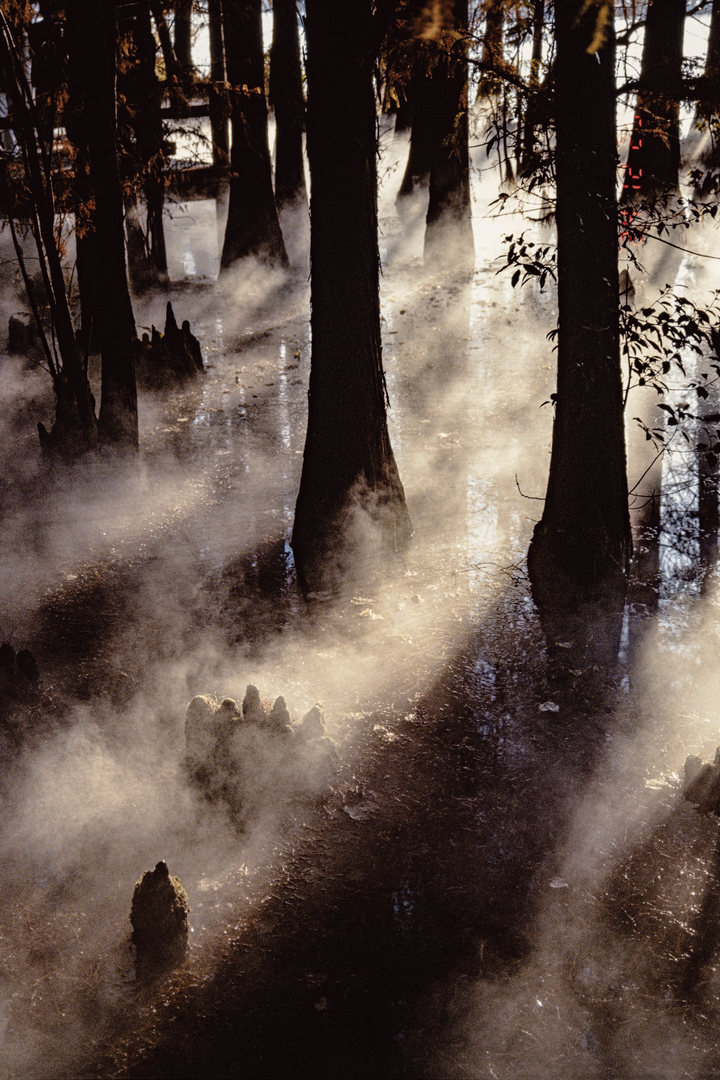 Low morning sun breaking through mist between cypress trunks in standing water.